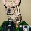 AKC Male French Bulldog