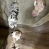 Exotic Bully Puppies - Razor Edge/Gotti Pit/American Bully