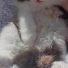 Calico kitten