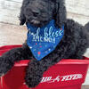 Goldendoodle pup