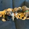 AKC Males and Female Bloodhound Puppies