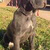 Purebred AKC Cane Corso – Ready for New Home