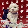 CKC Maltipoo puppies