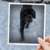 $350 adult Neapolitan Mastiff girl