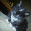 Maine Coon polydactle avail