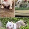 1 year and 3 month . American bully For sell