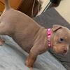 American bullies