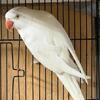 Ringneck 