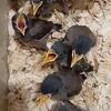 Common mynah