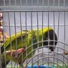 Nanday Conure (Female)