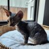 Male Devon Rex available now!