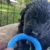 Black golden doodle pups 