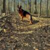 AKC German Shepherd Stud *Stud ONLY*