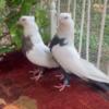 Pair of rare iranian dombi pigeons!