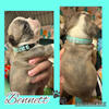 CKC Boston Terrier pups