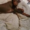 Miniature Pinscher chocolate male born 11/4/23.