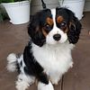 Charlie AKC King Charles Cavalier Stud Service