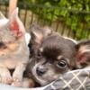 "Adorable 3-Month-Old Gray Long-Haired Chihuahua Ready for a Loving Home