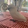 Selling baby umbrella cockatoo