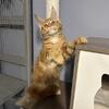 Maine Coon kitten Milana
