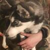 Siberian Husky pup