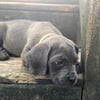 Cane Corso Puppy