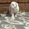 AKC Reg Female English Bulldog