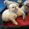 Lilac and lilac lynx Himalayan boys $1200