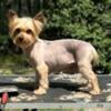 Yorkshire terrier female