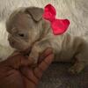 Frenchie Pup Xmas sale