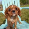 Adorable Male King Charles Cavalier Spaniel Puppy