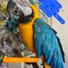 Blue and Gold Macaw - adult female pet