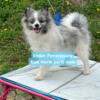 Merle boys pet home Pomeranian REDUCED