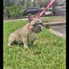 French bulldog Female merle  SOLD 