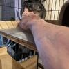 Chinchill with cage