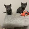 Russian Blue Kittens