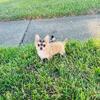 Balto male husky marked chihuahua,  Houston Texas 