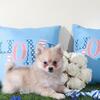 Drakar Gorgeous Toy ACA Pomeranian Puppy