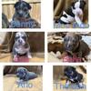 French bulldogs for sale