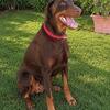 Red female doberman