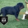 Serbian Rottweiler Puppies (5 Outstanding Females available)