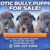 Exotic Bully Puppies