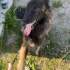 belgian tervuren puppies for sale