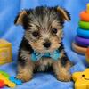 Yorkshire Terriers, Chihuahuas, Poodles, Pomeranians, Malteses  & Teacup Puppies