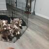 Puppies 