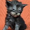 Deja Female TICA registered Maine Coon