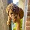 TINY TOY POODLE PUPPIES READY IN 14 DAYS