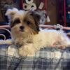 AKC Beautiful male yorkie puppies
