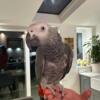 Beautiful Boy African Grey Bruno