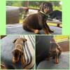 AKC Dobermans